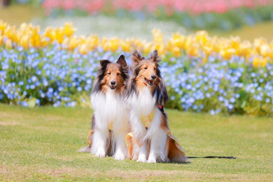 愛犬に夏の暑さ対策を!