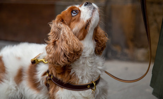魅力的なイタリアンレザーを愛犬に。~FLORENZE~