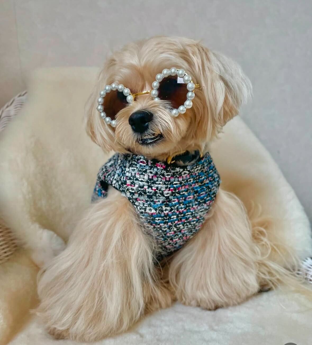 Classic chanel Harness