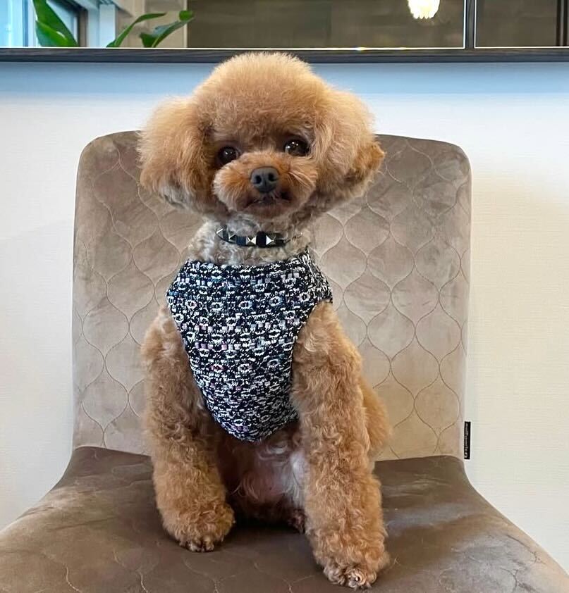 Classic chanel Harness