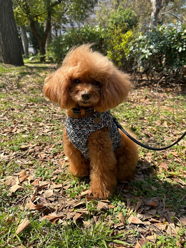 Classic chanel Harness