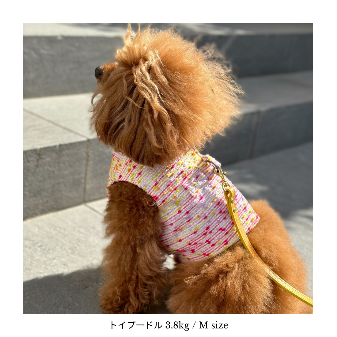 Classic Stoccarda Harness