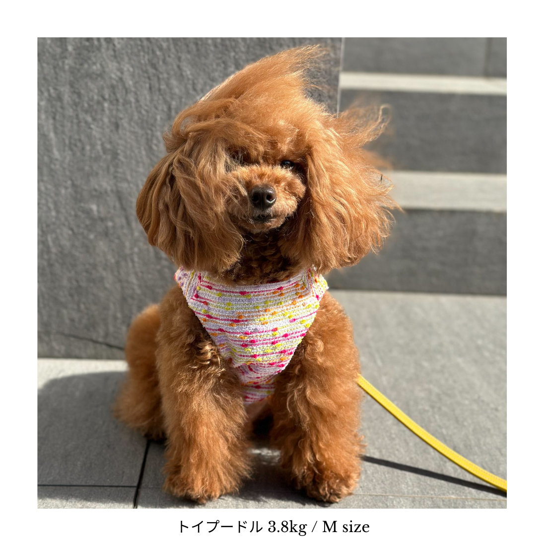 Classic Stoccarda Harness