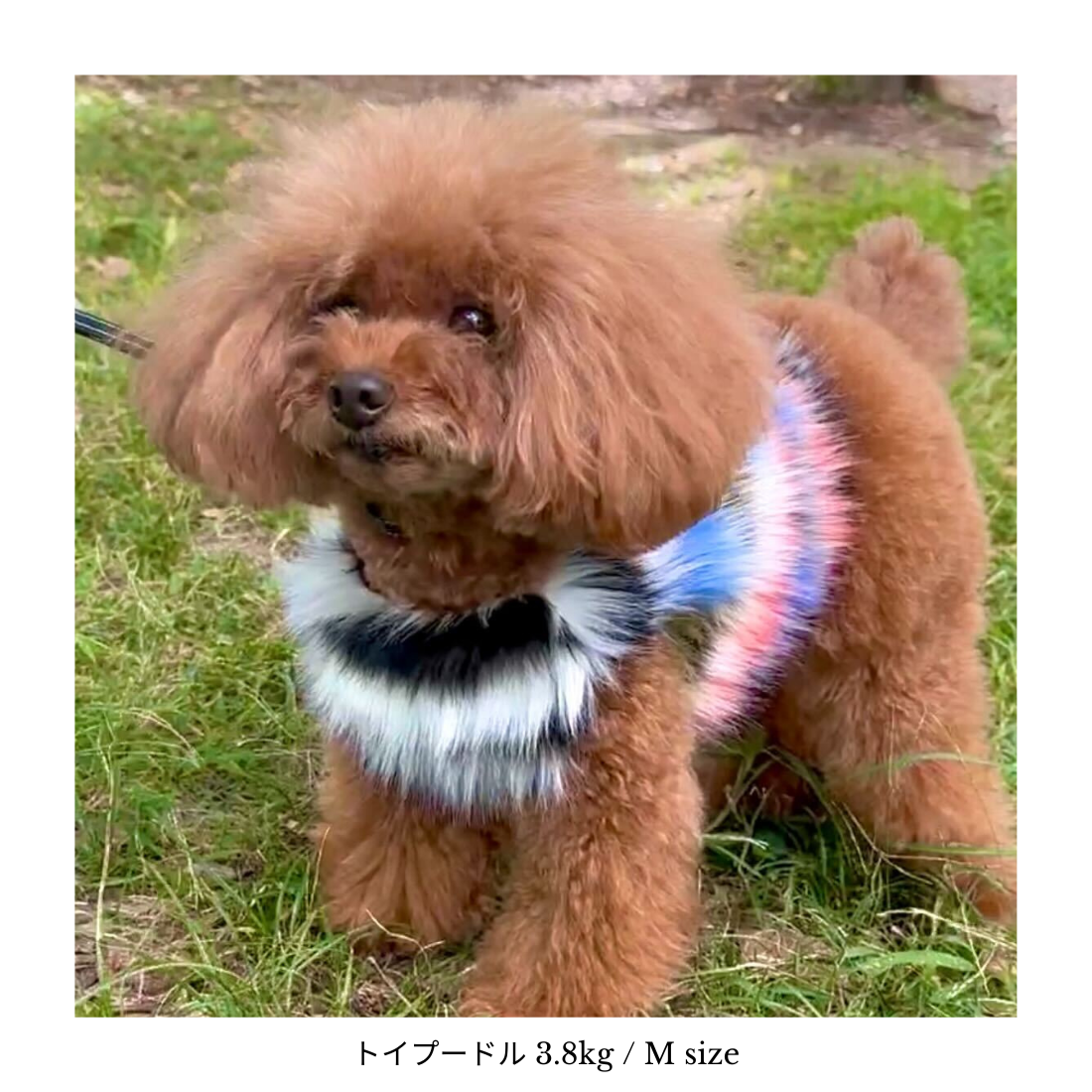 Classic Multicolour Harness