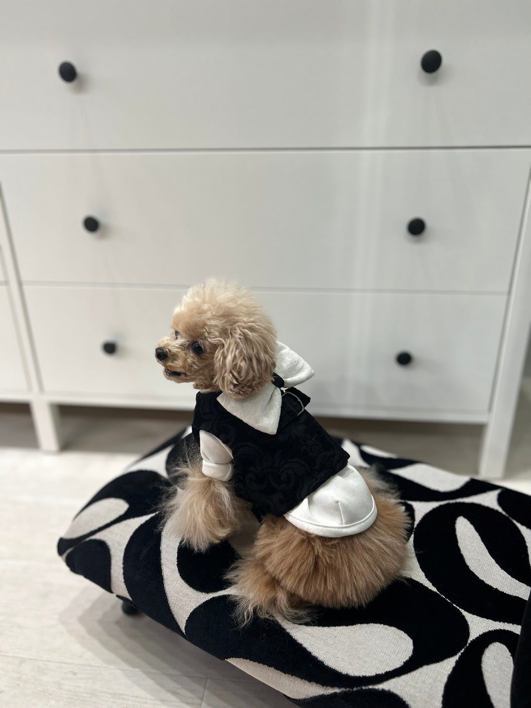 Party Harness