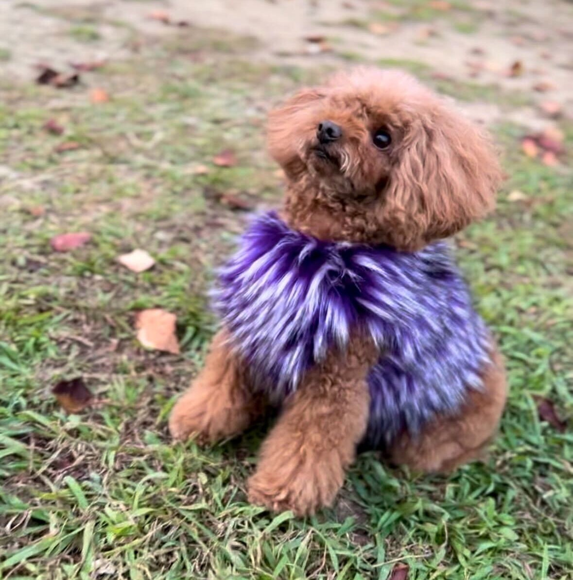 Classic Harness