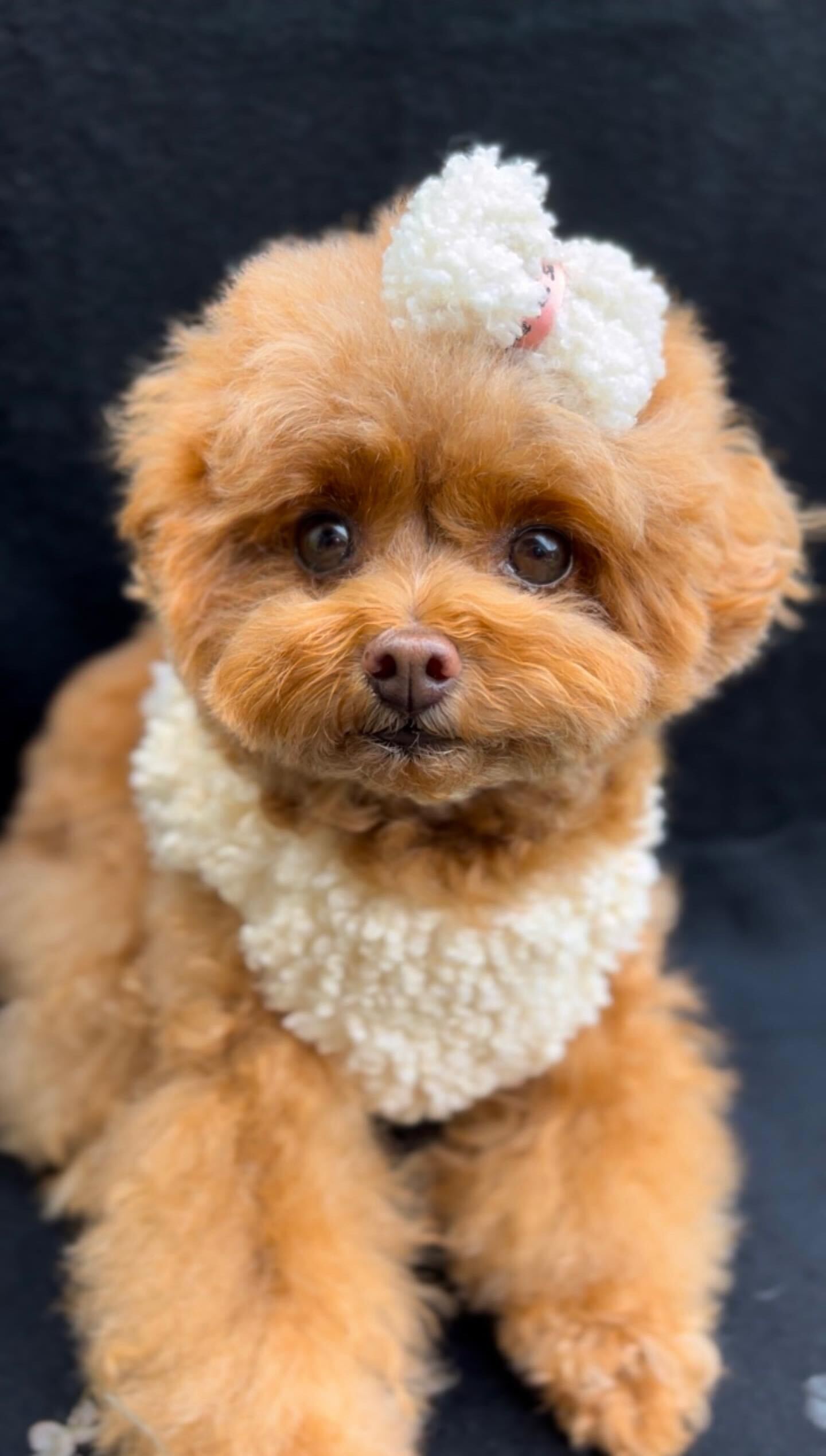 Teddy Harness