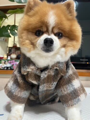 Coat