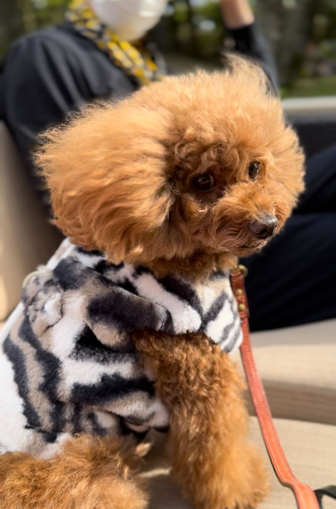 Classic Soft Harness