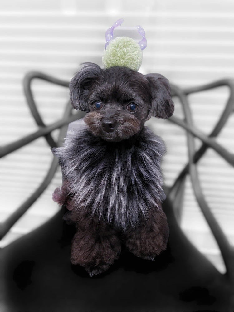 Classic Harness