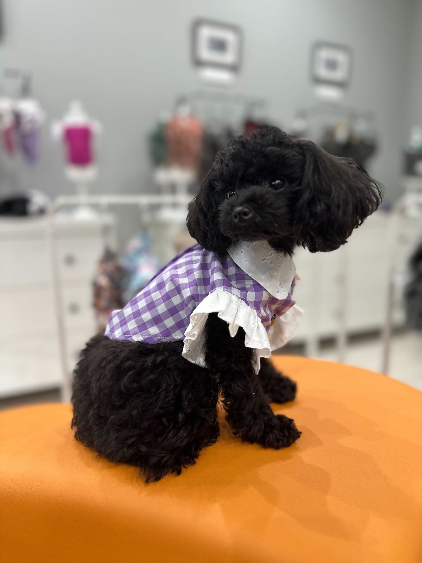 Torino Square Frill Shirt
