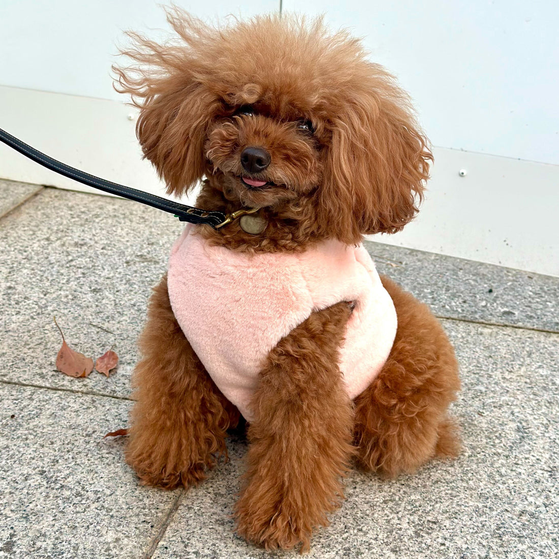 Classic Sawki Harness