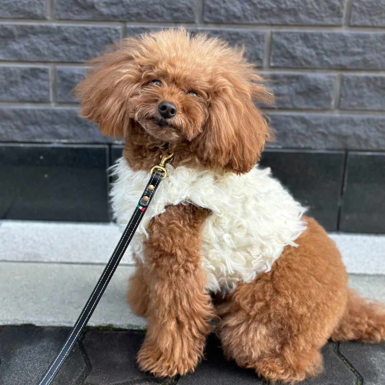 Classic Bergamasco Harness