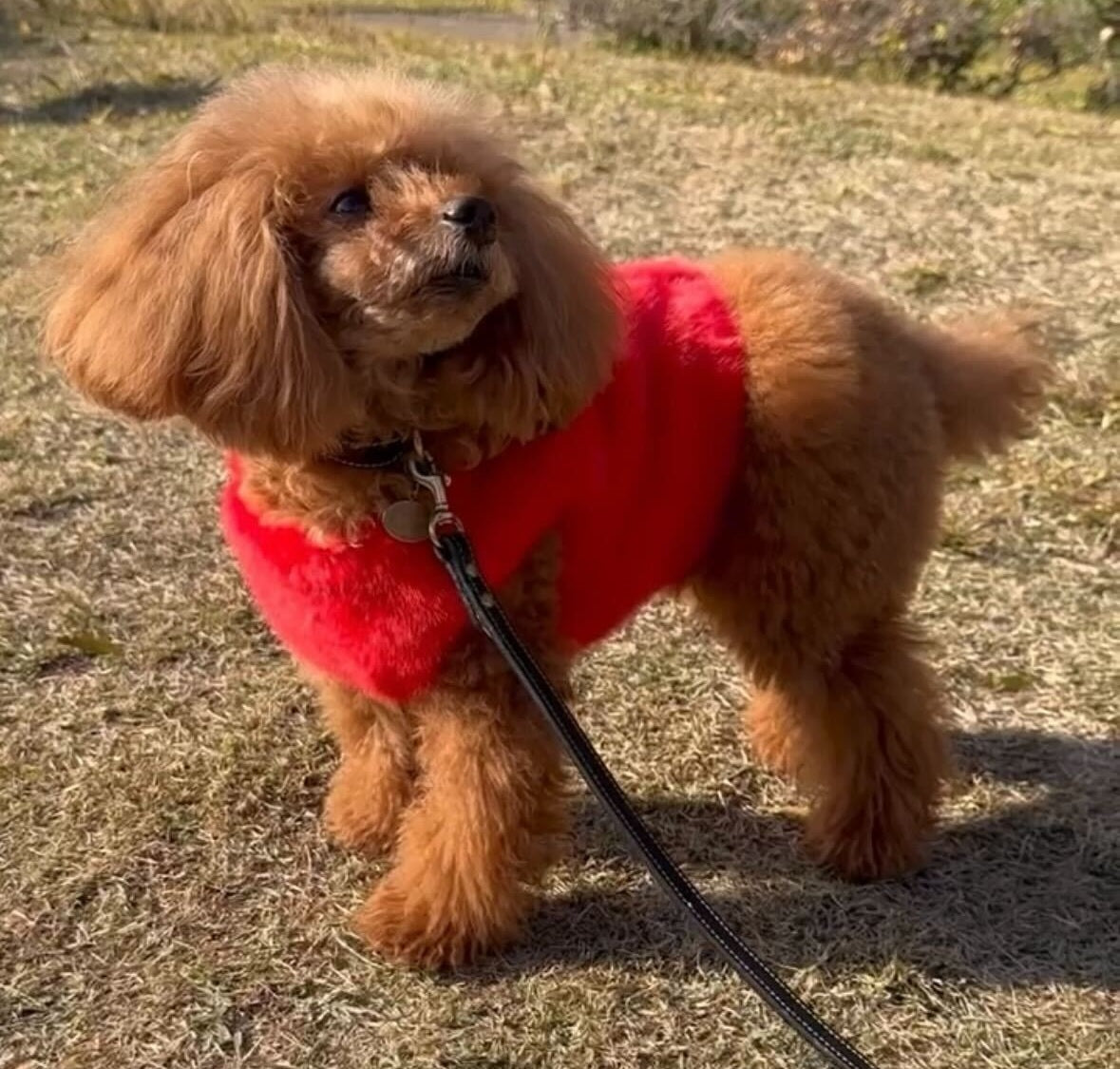 Classic Harness