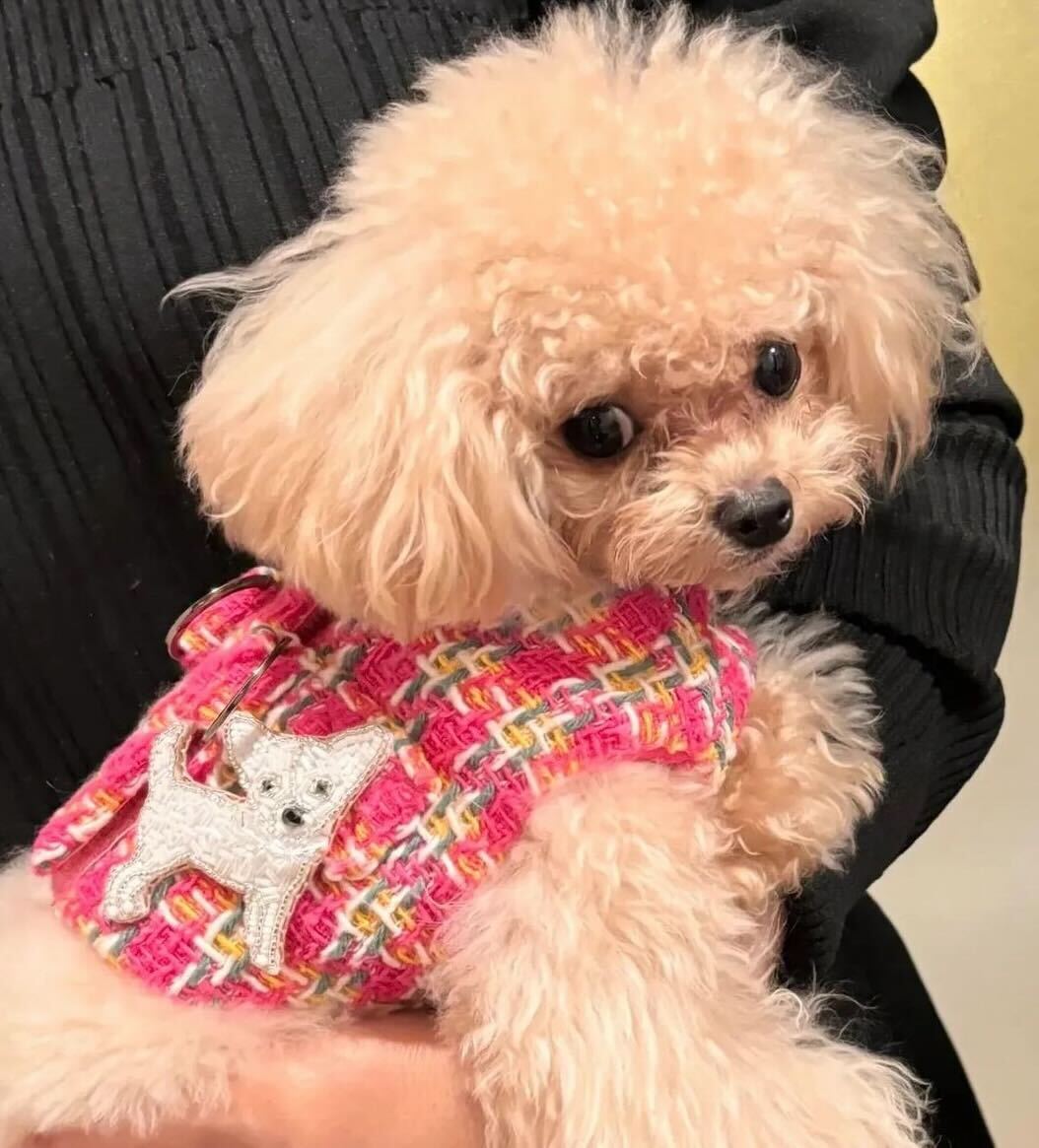 Classic Tweed Harness