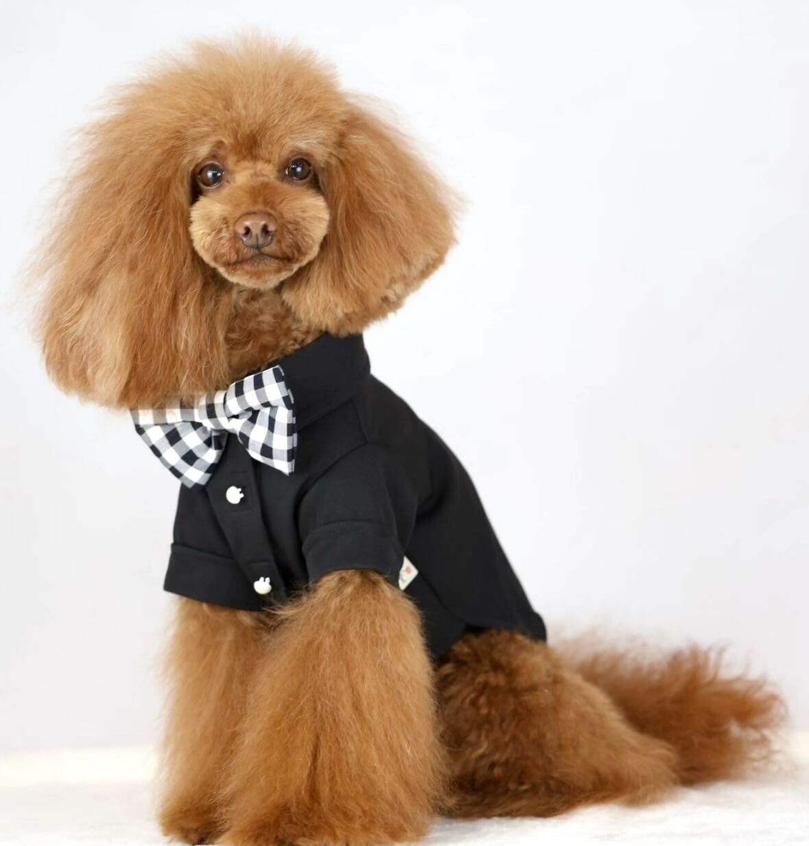 Torino papillon shirt