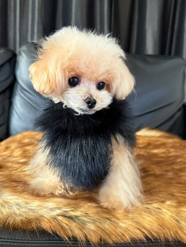 Classic Lupacchiotto Harness