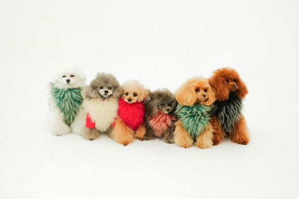 Classic Lupacchiotto Harness