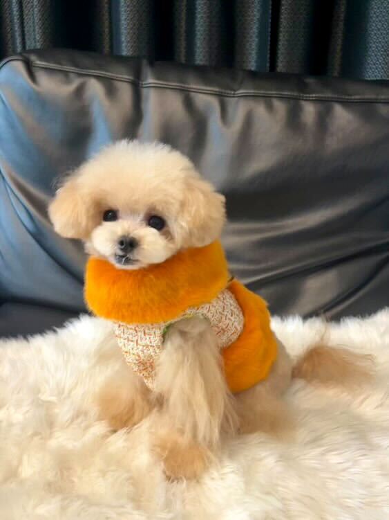 Classic chanel fur Harness