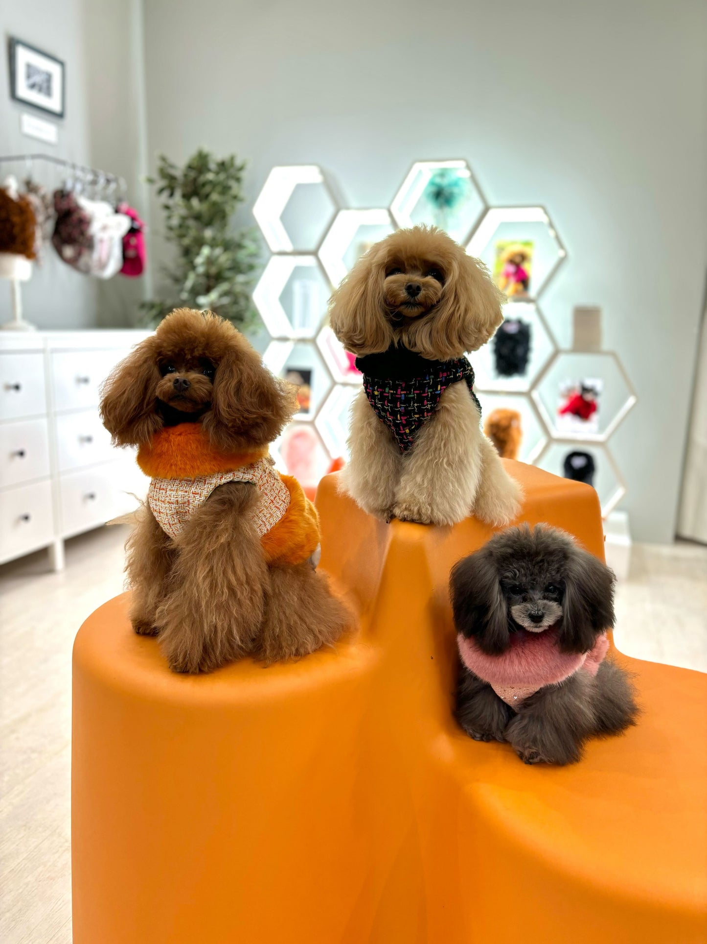 Classic chanel fur Harness
