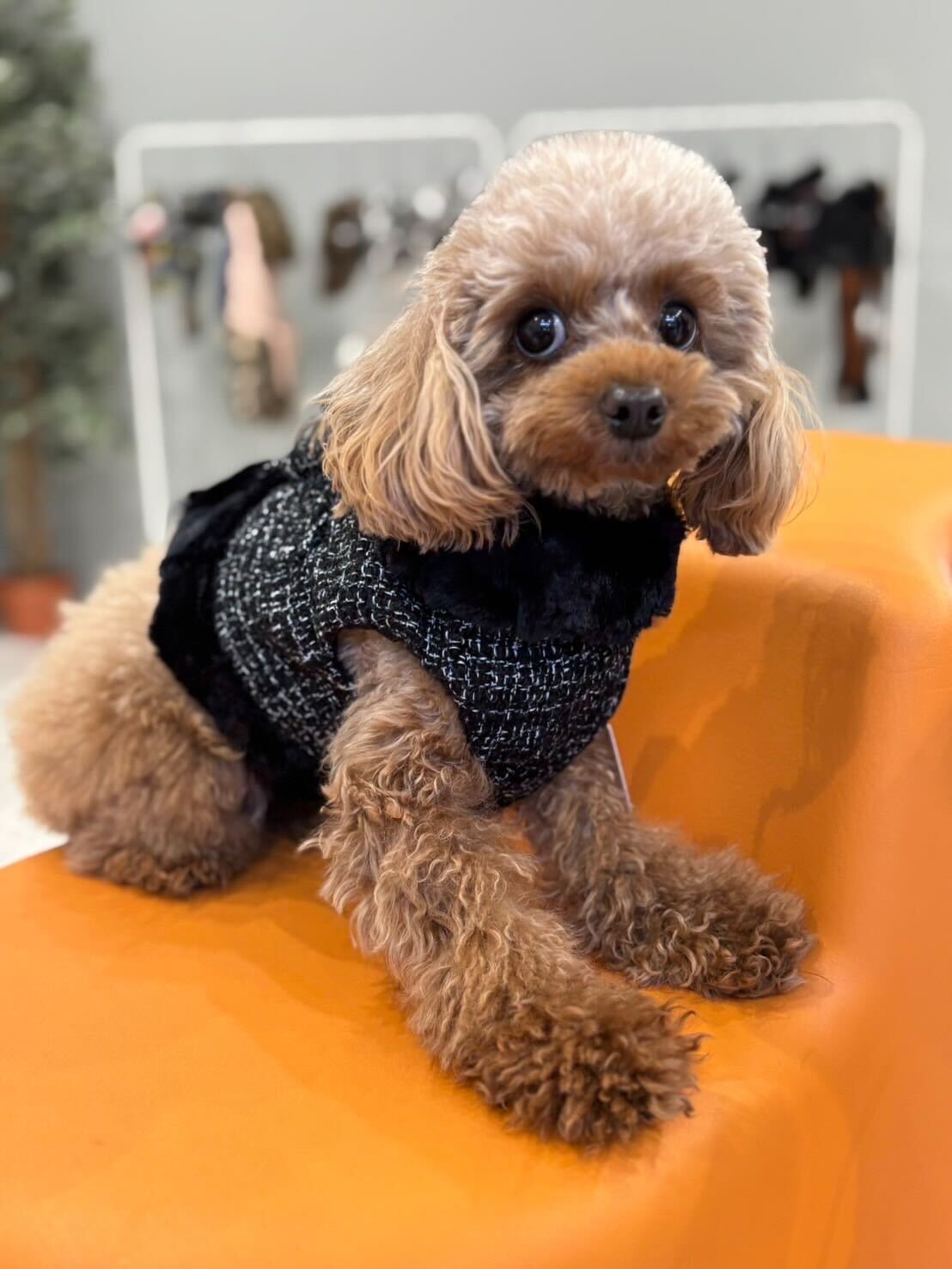 Classic chanel fur Harness