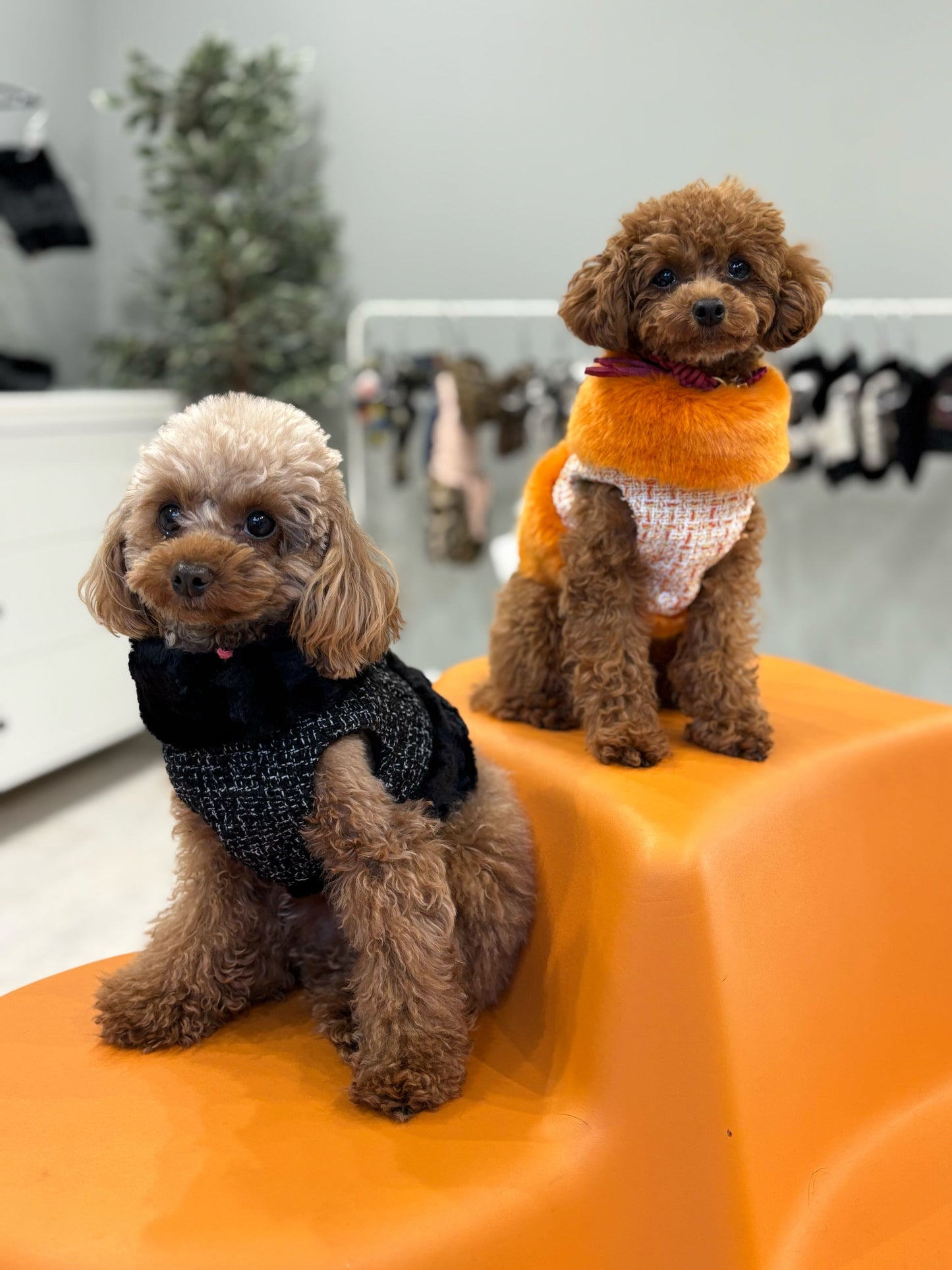 Classic chanel fur Harness