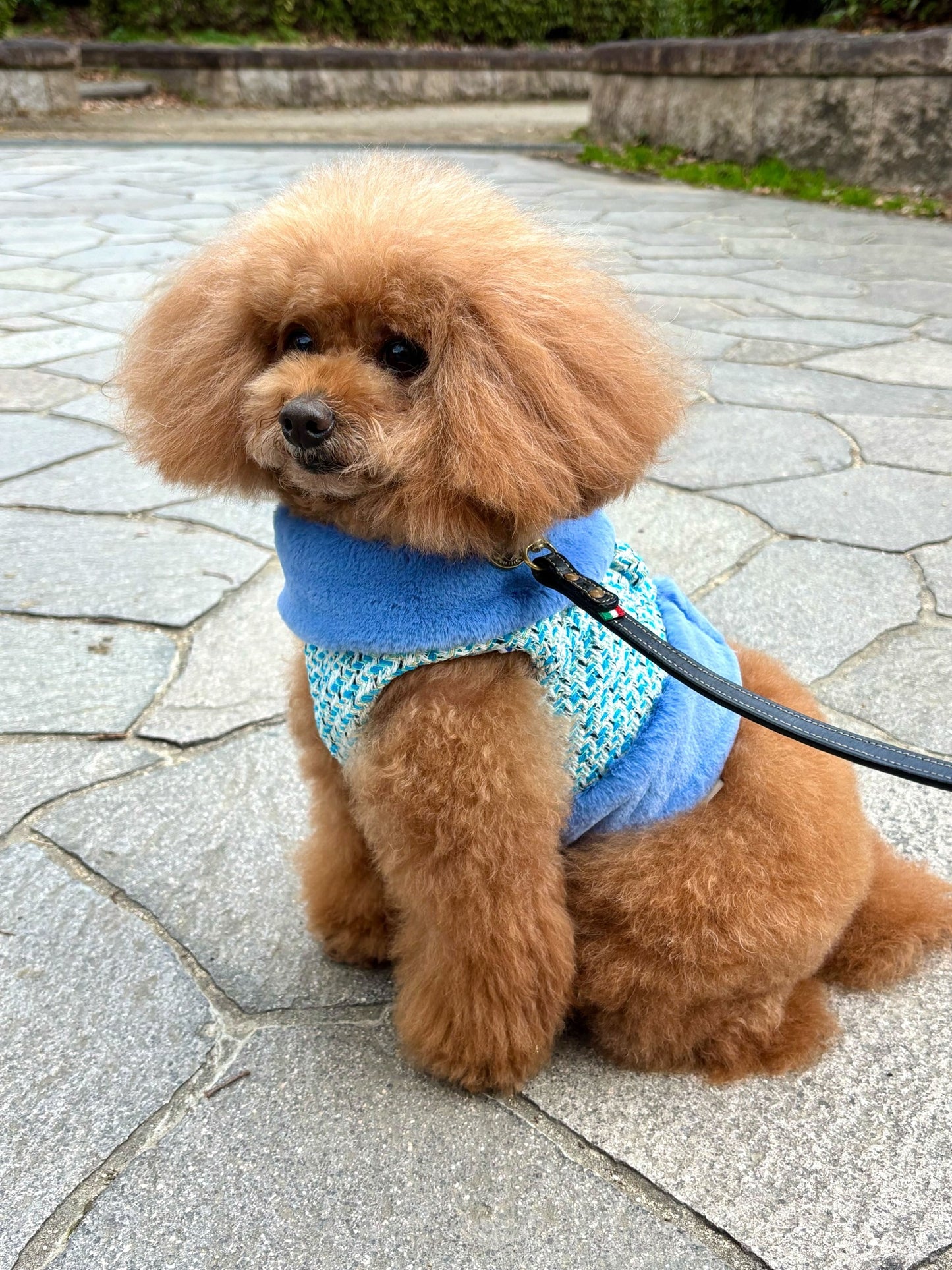 Classic chanel Harness