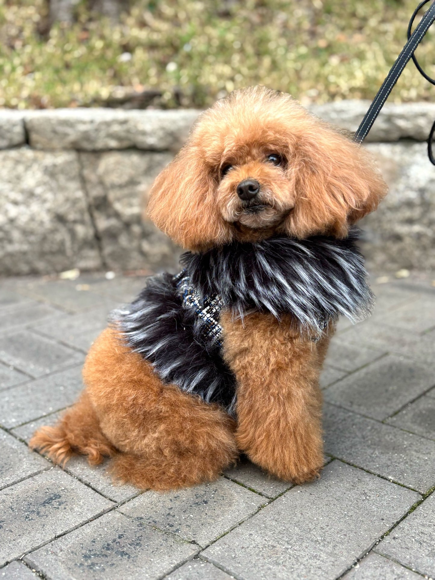 Classic Berbero Harness