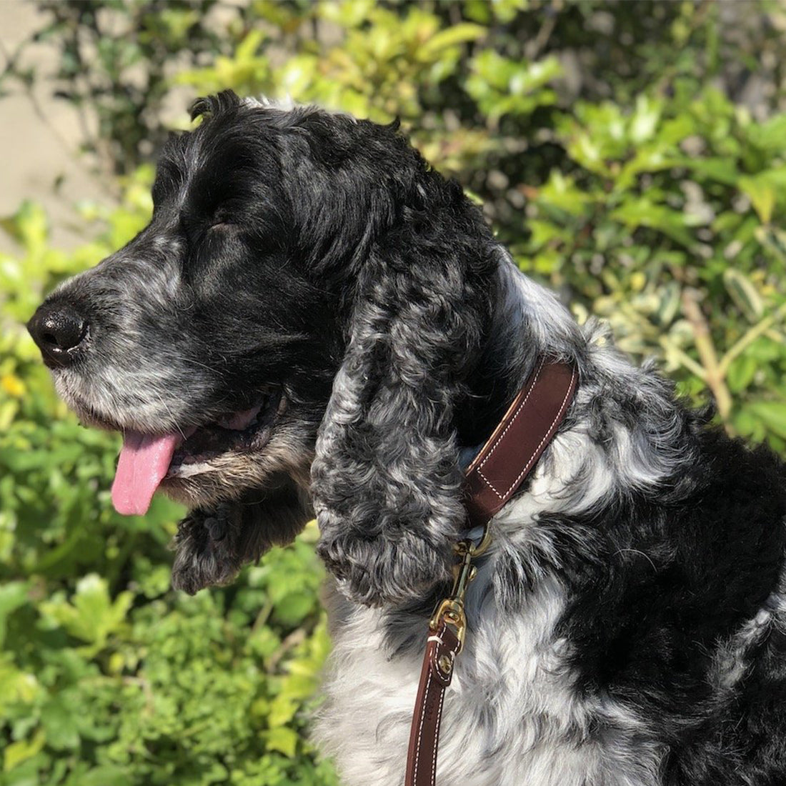 LEATHER DOG COLLAR