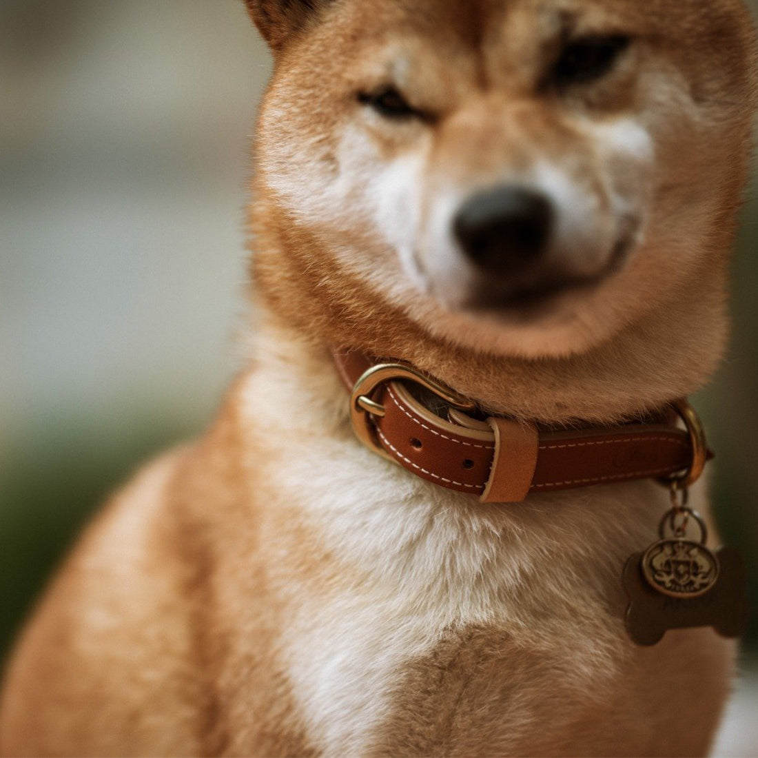 LEATHER DOG COLLAR