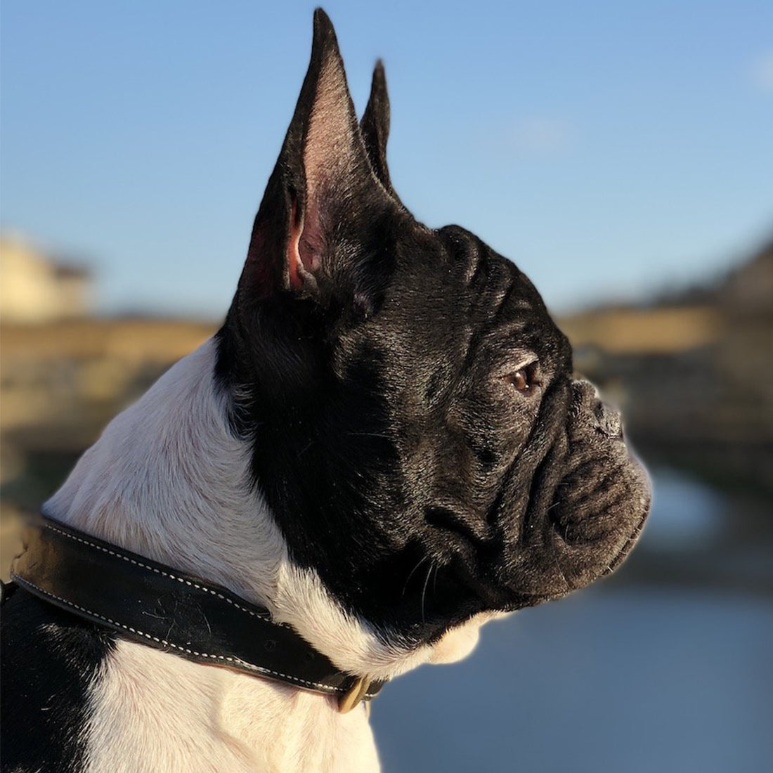 LEATHER DOG COLLAR