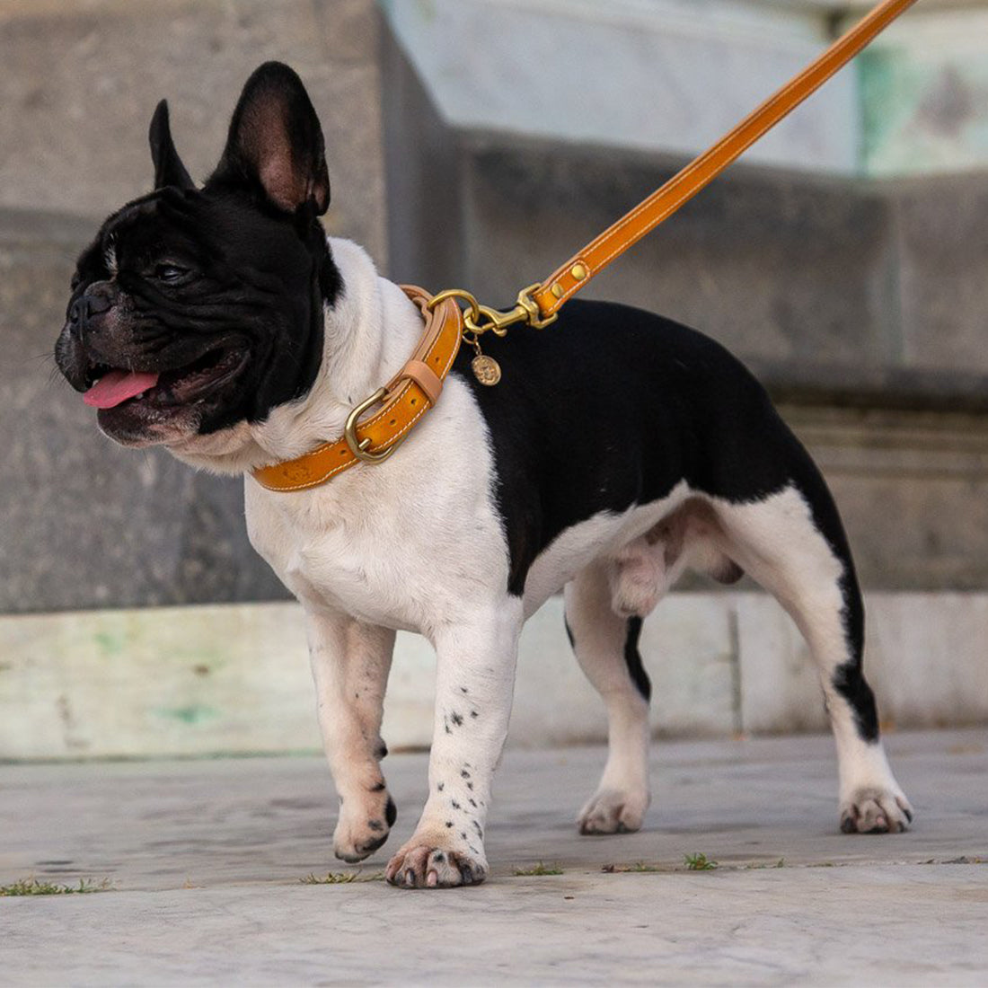 LEATHER DOG COLLAR