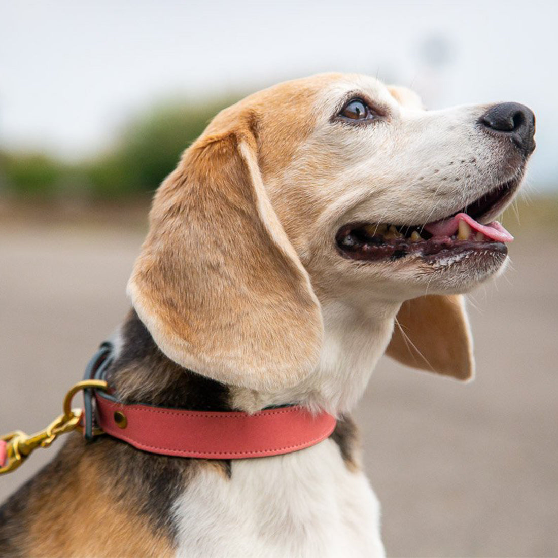 LEATHER DOG COLLAR