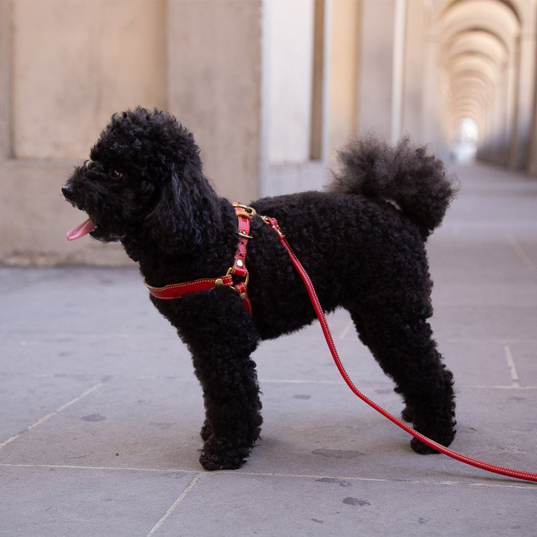LEATHER DOG HARNESS