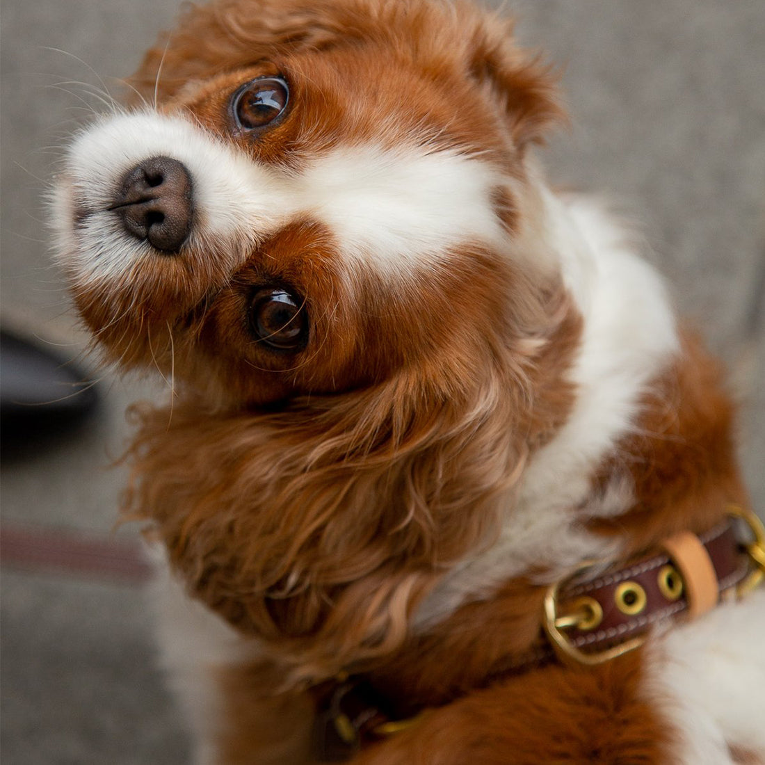 LEATHER DOG HARNESS