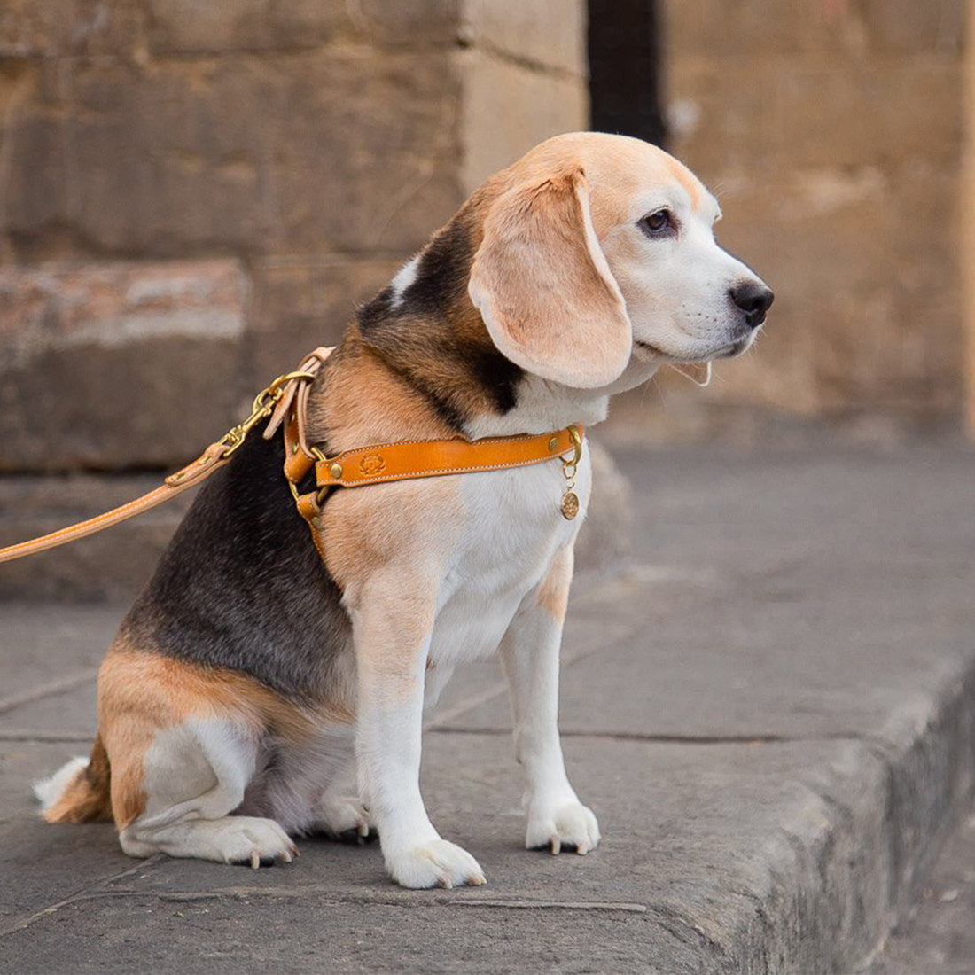 LEATHER DOG HARNESS