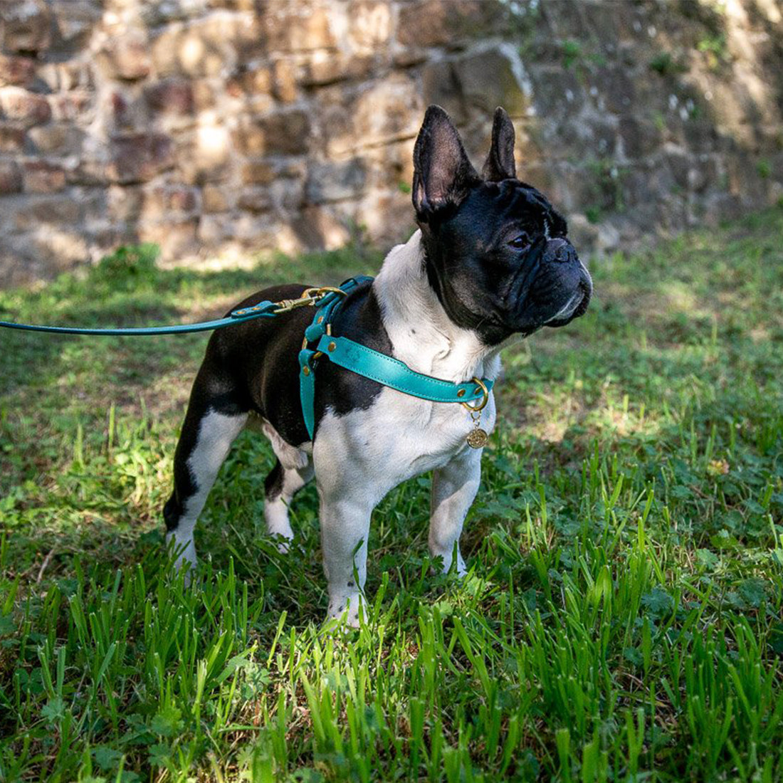 LEATHER DOG HARNESS