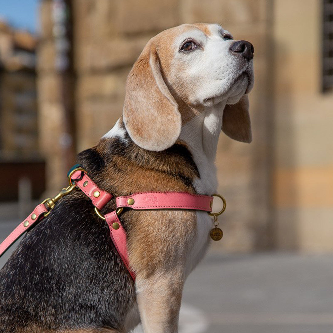 LEATHER DOG HARNESS