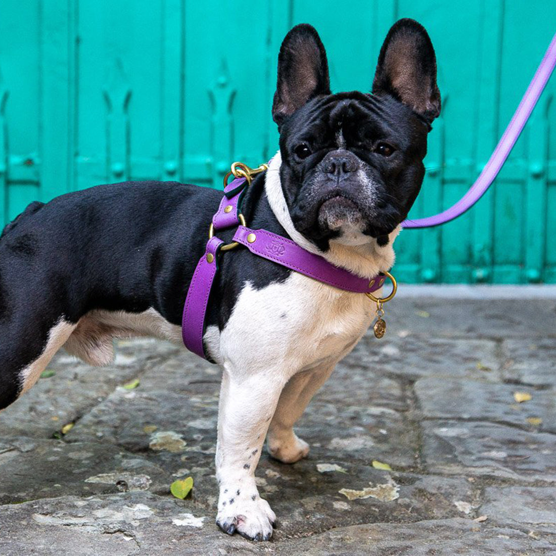 LEATHER DOG HARNESS