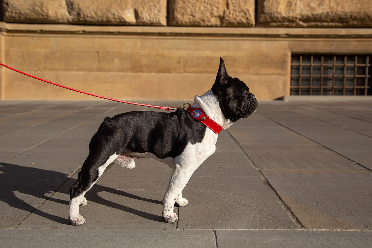 POPPY RED LEATHER DOG COLLAR - AIRTAG EDITION