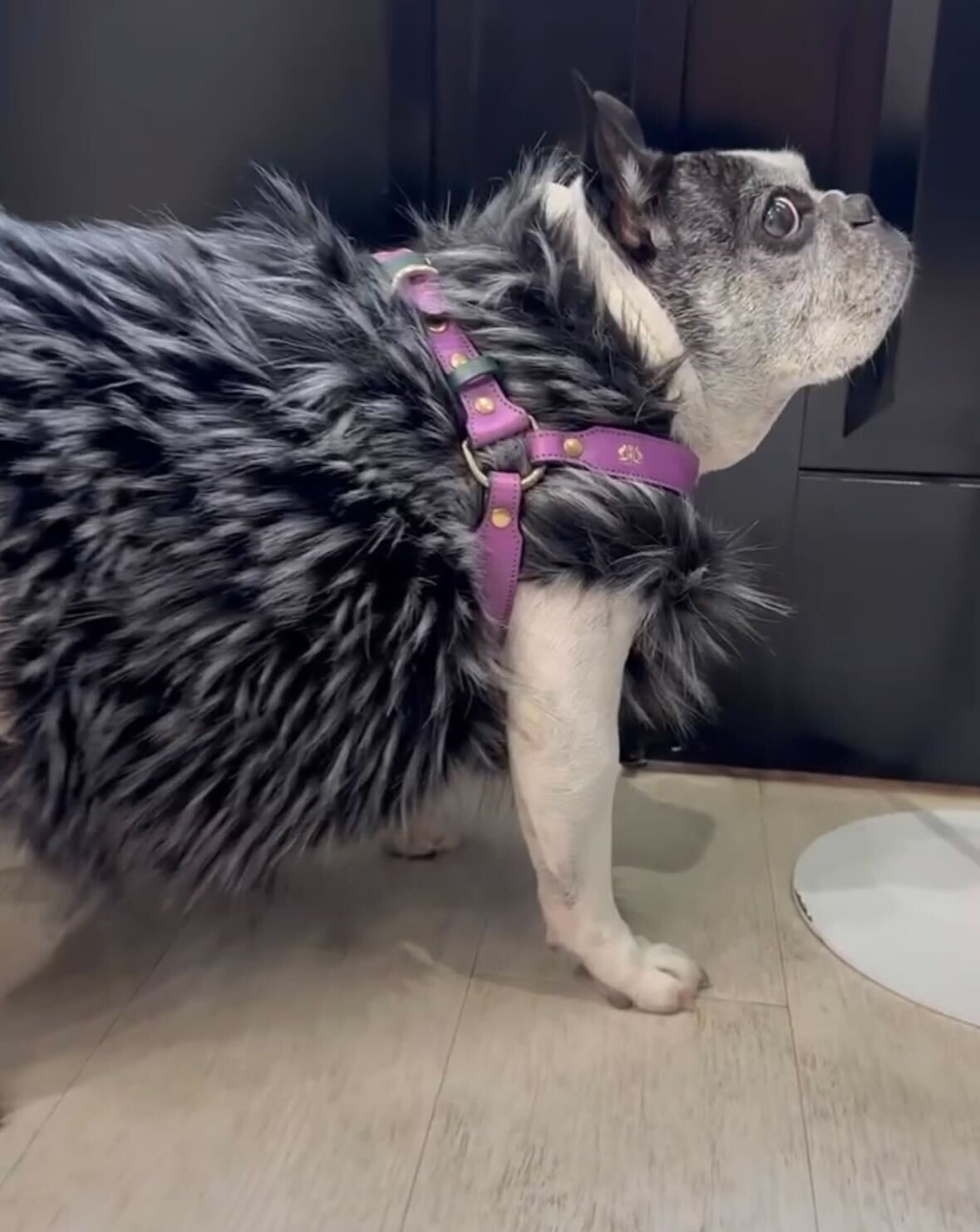 大人気！高級イタリア服vesticane ファーハーネス 愛犬のイタリア服専門店【公式】vesticane