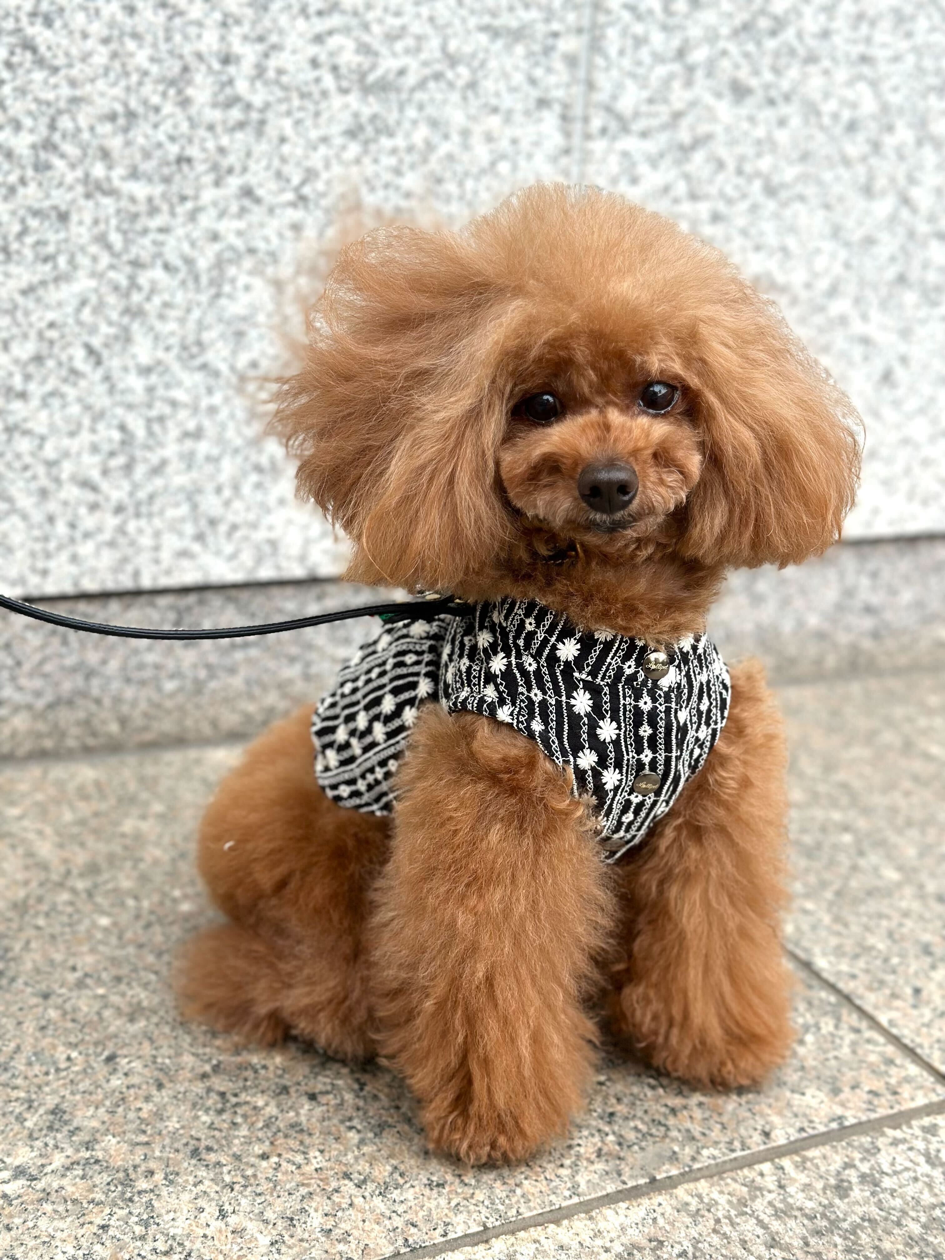 大人気！高級イタリア服vesticane ファーハーネス vesticane【愛犬のイタリア服】 (@vesticane) • Instagram photos and