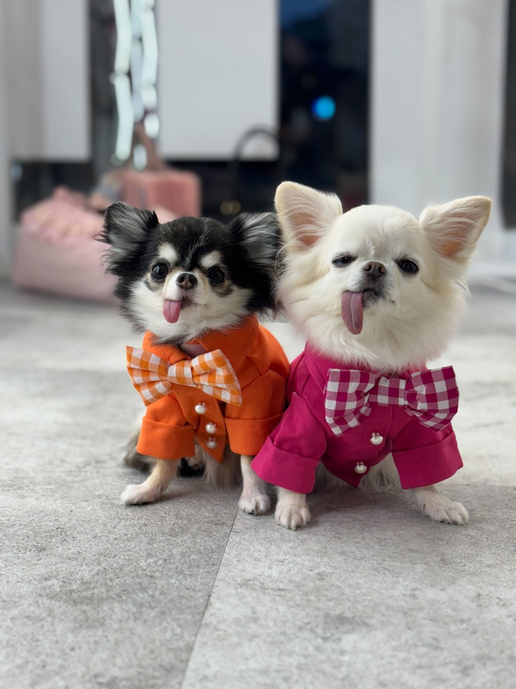 犬ワンピースイタリア製 楽天市場】【 PiPi 】シアサッカー しじま織りワンピース 中