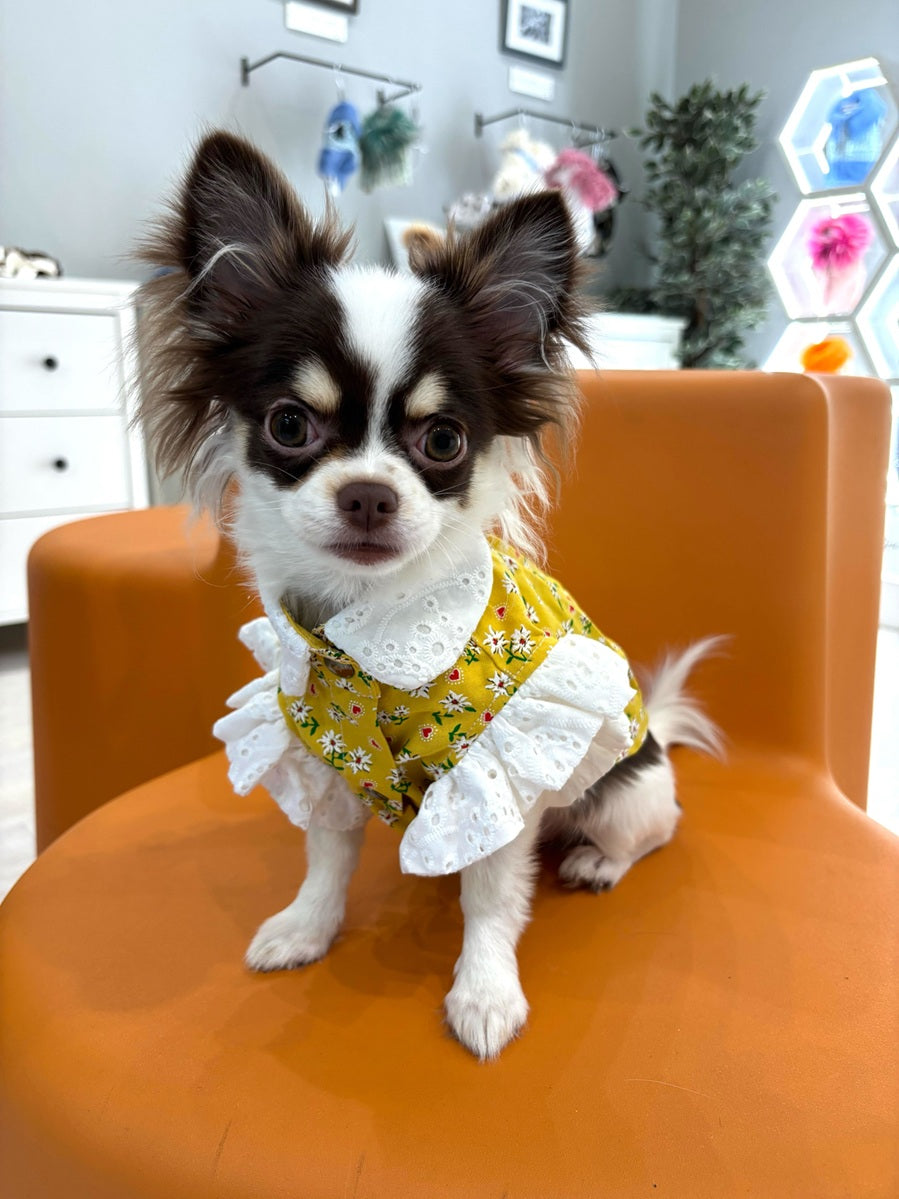 犬ワンピースイタリア製 楽天市場】【 PiPi 】シアサッカー しじま織りワンピース 中