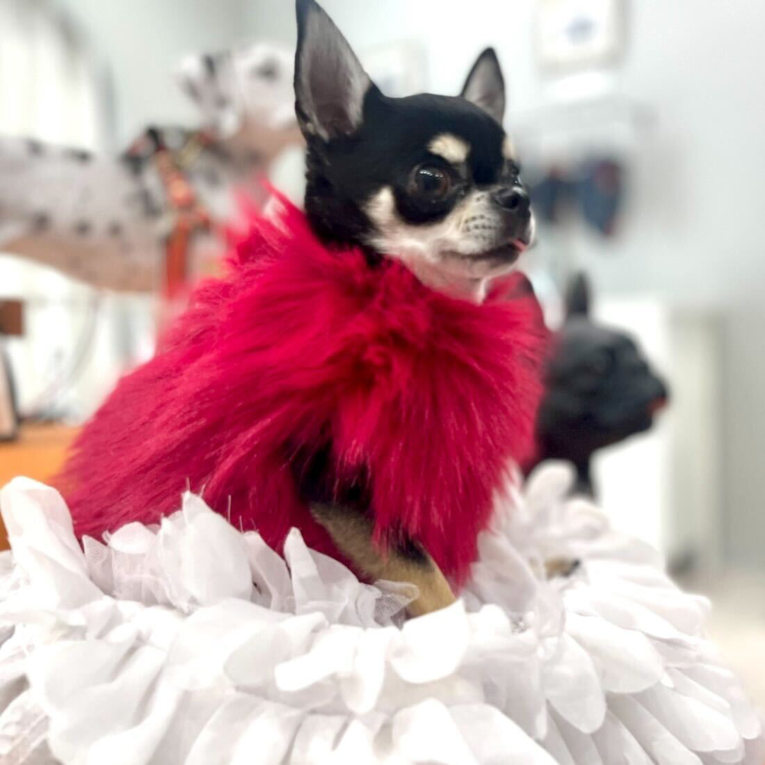 愛犬のイタリア服専門店【公式】vesticane