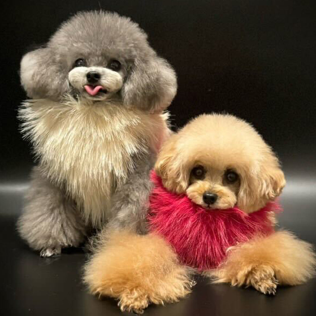 大人気！高級イタリア服vesticane ファーハーネス vesticane【愛犬のイタリア服】 (@vesticane) • Instagram photos and