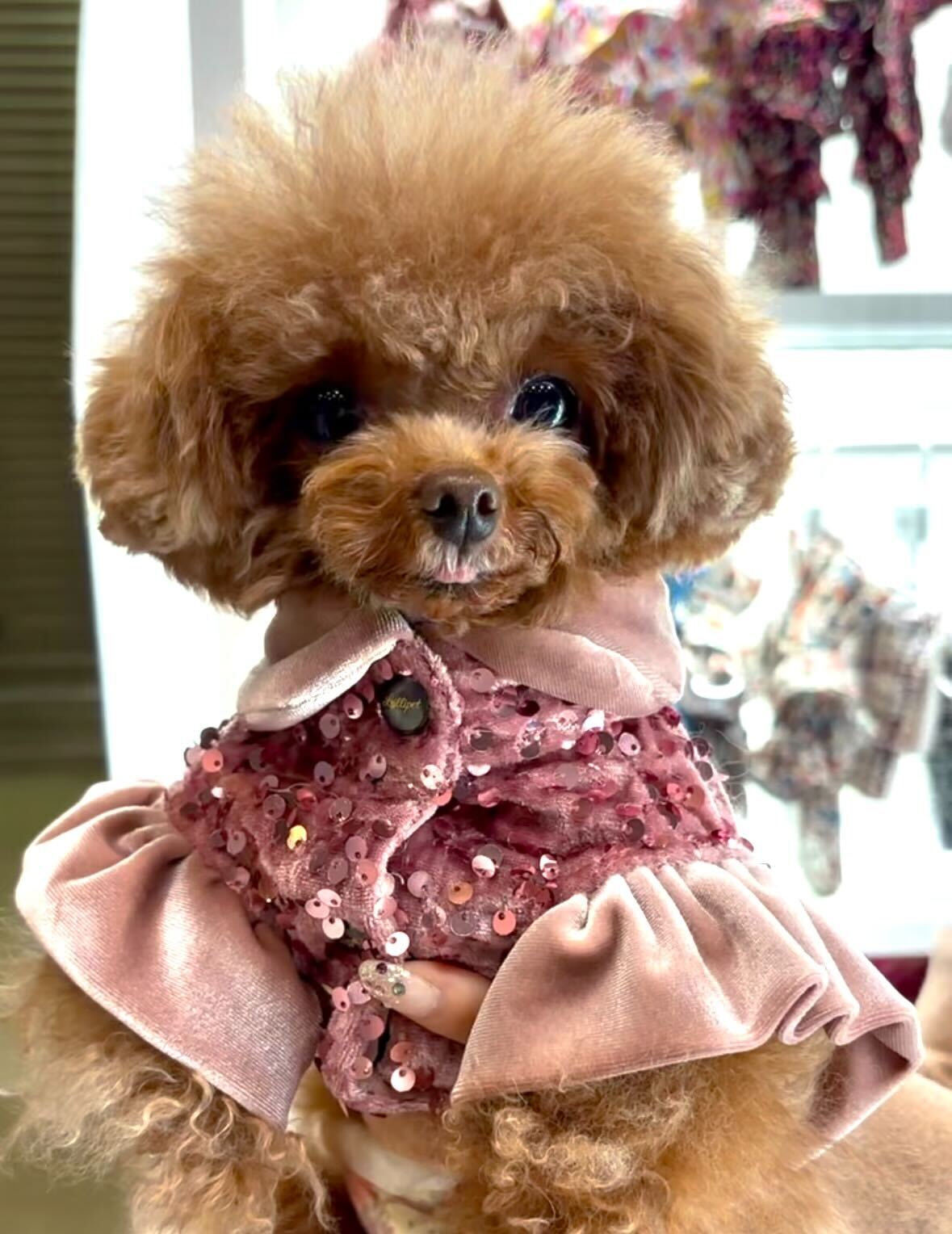 愛犬のイタリア服専門店【公式】vesticane