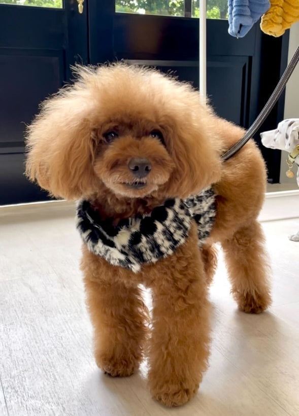 愛犬のイタリア服専門店【公式】vesticane