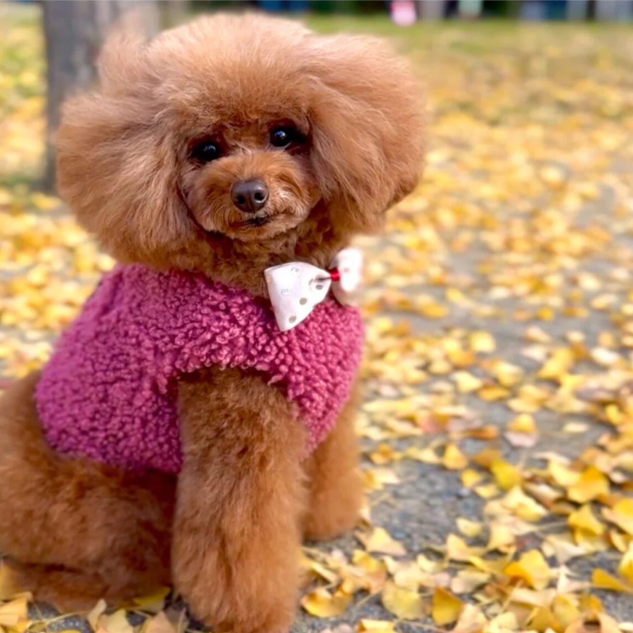 Teddy Harness