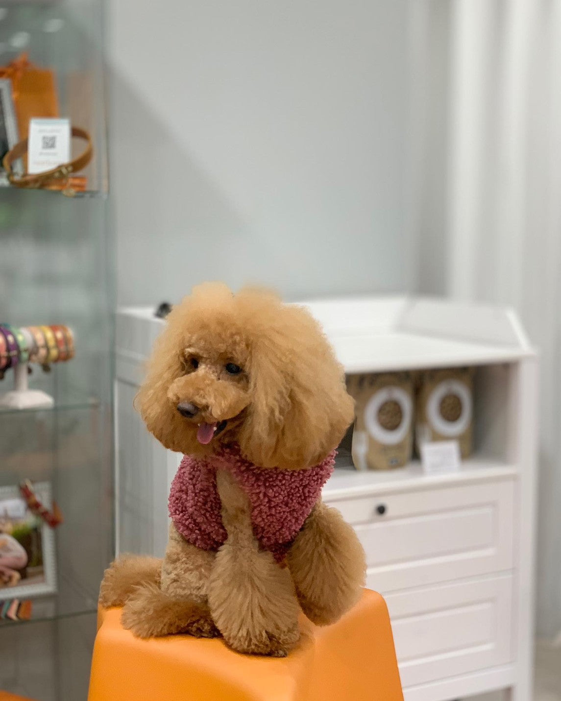Teddy Harness